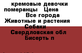 кремовые девочки померанцы › Цена ­ 30 000 - Все города Животные и растения » Собаки   . Свердловская обл.,Бисерть п.